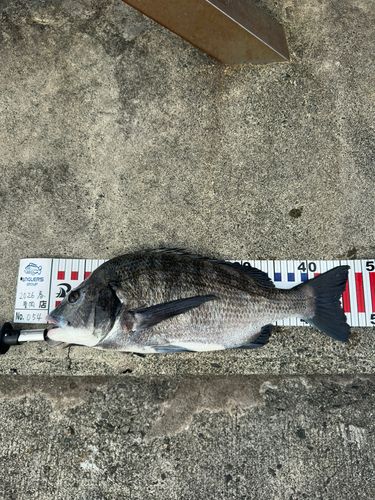 チヌの釣果
