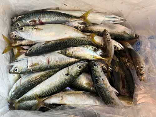 サバの釣果