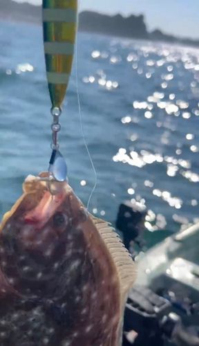 ソゲの釣果