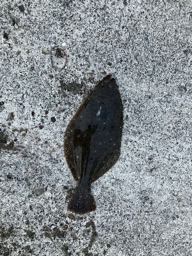 ソゲの釣果