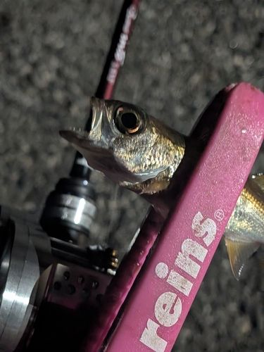 クロムツの釣果