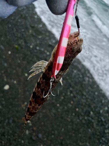 エソの釣果