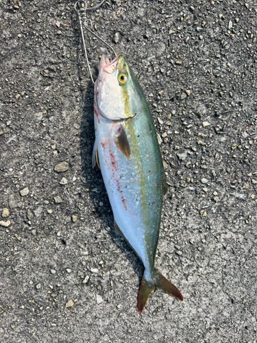 ツバスの釣果