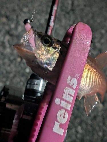 ネンブツダイの釣果