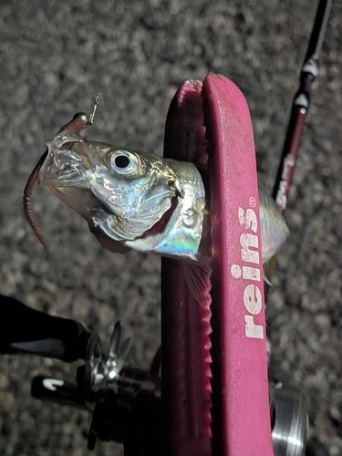 マアジの釣果