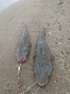 マゴチの釣果