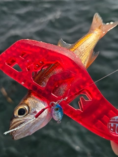 ムツの釣果