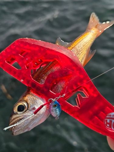 ムツの釣果