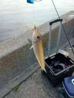 キスの釣果