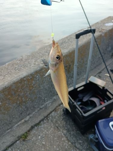 キスの釣果