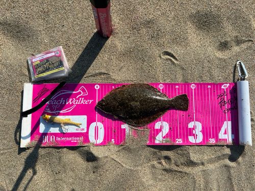 ヒラメの釣果