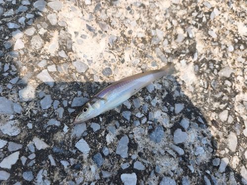 キスの釣果