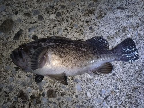 ソイの釣果
