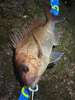 タイの釣果