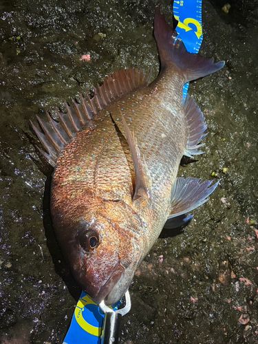 タイの釣果