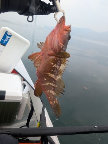 ハタの釣果