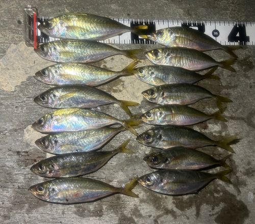 マアジの釣果