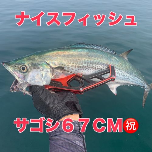 サゴシの釣果