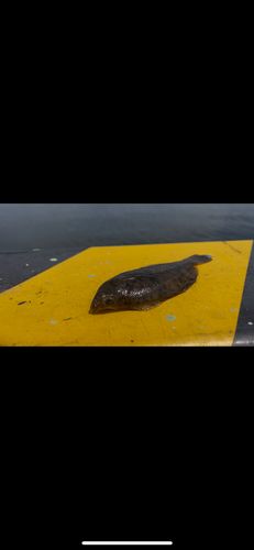 カレイの釣果