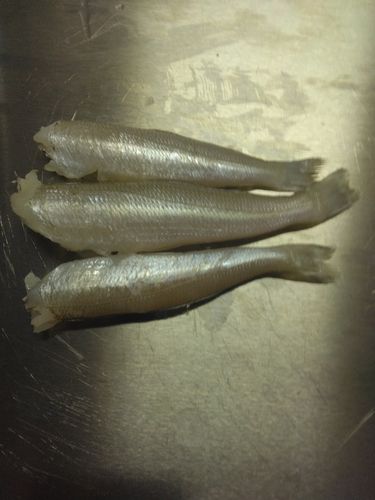 キスの釣果