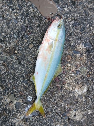 シオの釣果