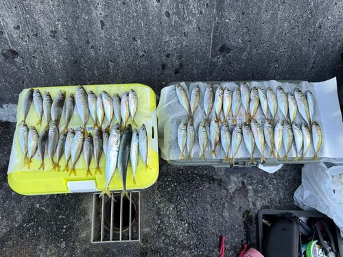 アジの釣果