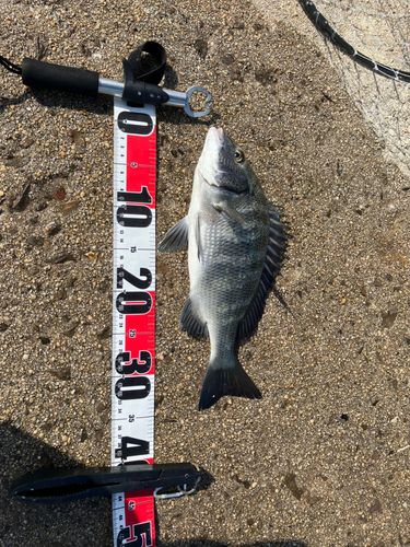 タイの釣果