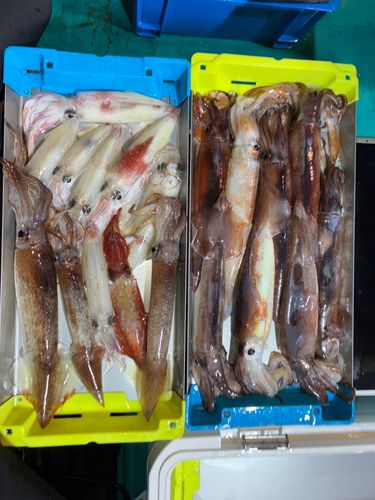 ケンサキイカの釣果