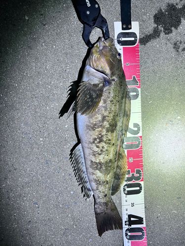 アイナメの釣果