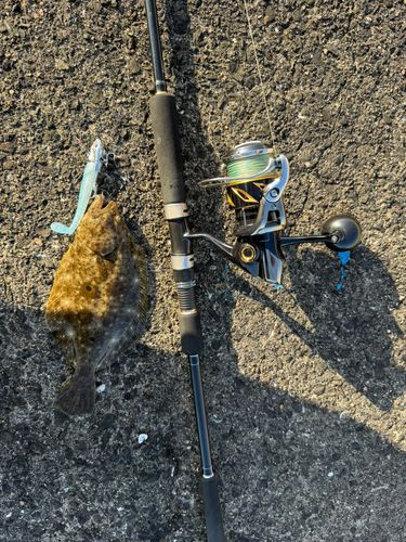 ソゲの釣果
