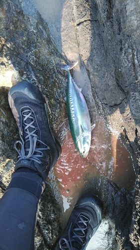 マルソウダの釣果