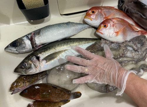 アジの釣果