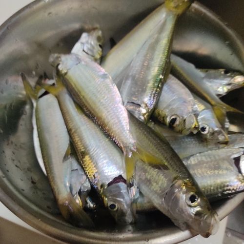 サッパの釣果