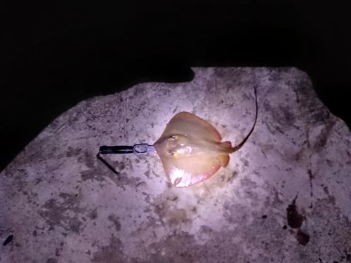 アカエイの釣果