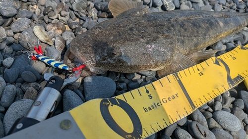 マゴチの釣果