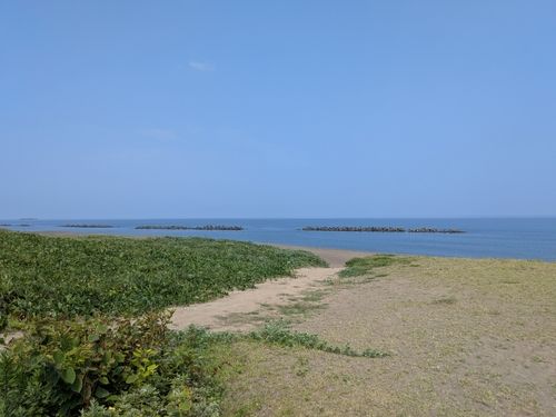 キスの釣果
