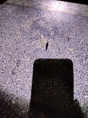 ハゼの釣果