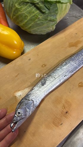 タチウオの釣果