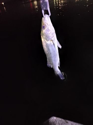 スズキの釣果