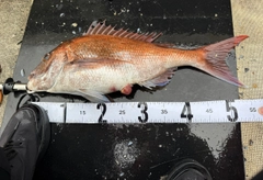 タイの釣果