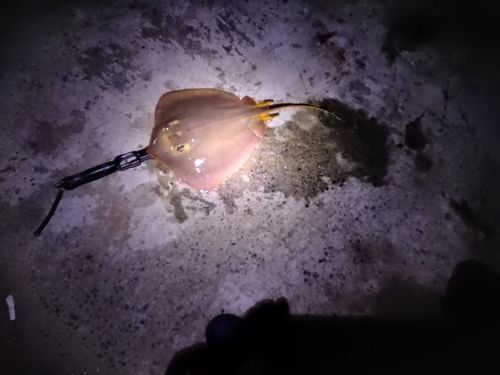アカエイの釣果