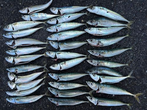 サバの釣果