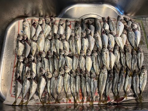 アジの釣果
