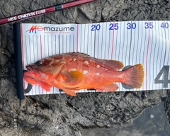 アカハタの釣果