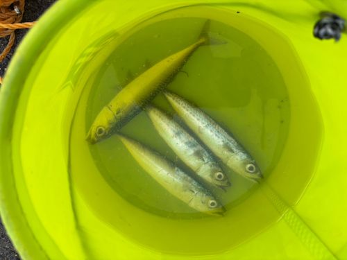 サバの釣果