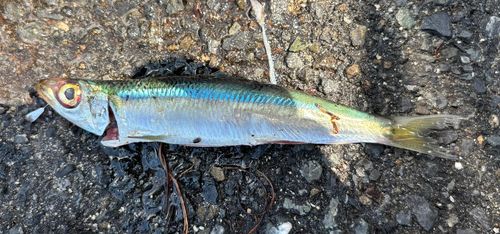ウルメイワシの釣果
