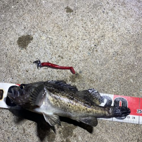 クロソイの釣果