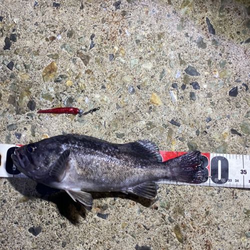 クロソイの釣果