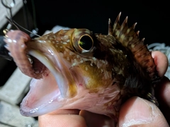 カサゴの釣果