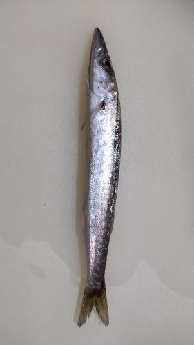 アカカマスの釣果